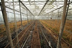 Tuinbouwbedrijf Achterdiep NZ Sappemeer foto 7.jpeg